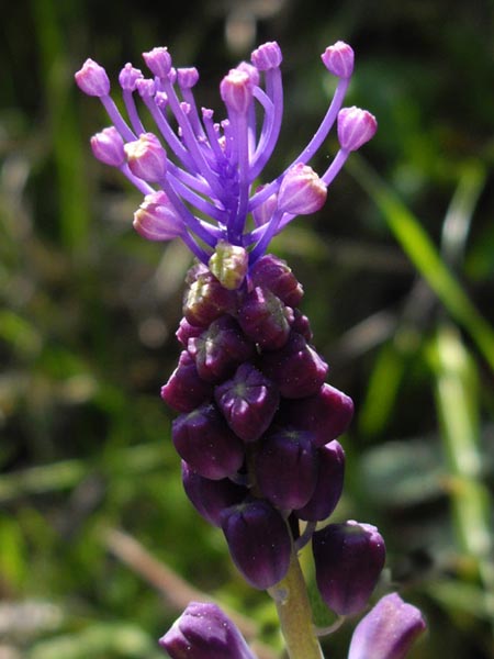 Leopoldia comosa photo